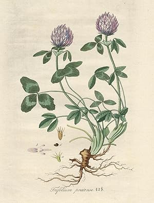 Antique Print-TRIFOLIUM PRATENSE-RED CLOVER-PL. 324-Flora Batava-Sepp-1800
