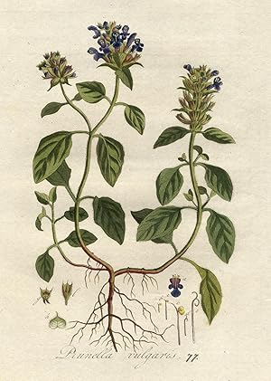 Antique Print-PRUNELLA VULGARIS-SELF-HEAL-HEAL-ALL-PL. 77-Flora Batava-Sepp-1800