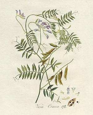 Antique Print-VICIA CRACCA-COW VETCH-TUFTED VETCH-PL. 178-Flora Batava-Sepp-1800