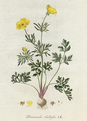 Antique Print-RANUNCULUS BULBOSUS-BUTTERCUP-PL. 26-Flora Batava-Sepp-1800