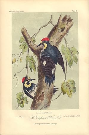 The Californian Woodpecker: Melanerpes formicivorus (Swains)