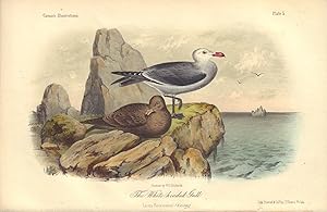 The White-headed Gull: Larus Heermanni