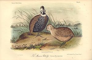 The Moassena Partridge:Cyrtonyx Massena From the first edition of Cassin's Illustrations of the B...