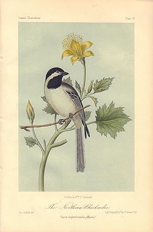 The Northern Chickadee: Parus septentrionalis