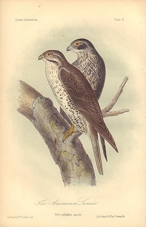The American Lanier: Falco polyagrus