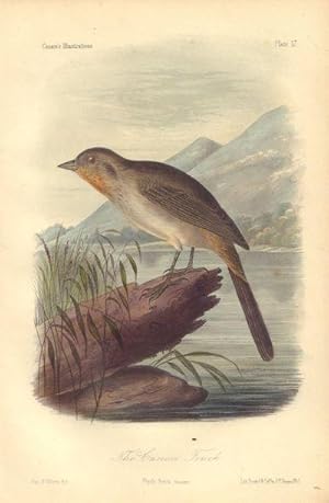 The Canon Finch: Papilo fusca Plate 17 in Illustrations of the Birds of California, Texas, Oregon...