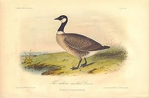 The White Necked Goose: Bernicla Leucopareus