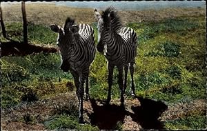 Ansichtskarte / Postkarte Bildnis zweier Zebras