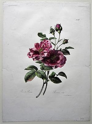 Rose de Provins