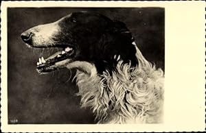 Ansichtskarte / Postkarte Seitenportrait Windhund