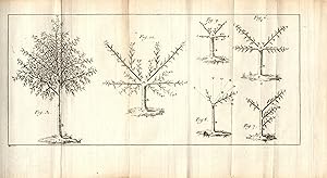 Essai sur la taille des arbres fruitiers. Par une Société d'amateurs.