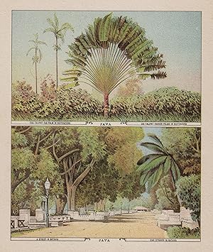 Seller image for Die Talipat Fcher Palme in Buitenzorb - Eine Strasse in Batavia ( 2 Darstellungen auf einem Blatt ). for sale by Antiquariat Clemens Paulusch GmbH