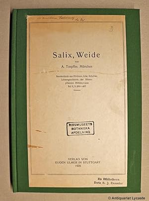 Salix, Weide. - Sonderdruck aus Kirchner, Loew, Schröter, Lebensgeschichte der Blütenpflanzen Mit...