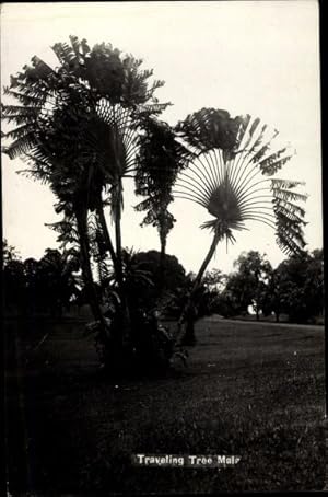 Bild des Verkufers fr Ansichtskarte / Postkarte Traveling Tree Mala zum Verkauf von akpool GmbH