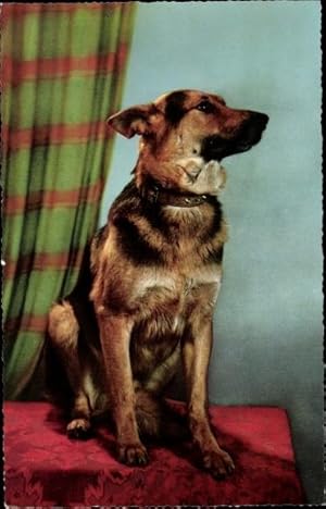 Ansichtskarte / Postkarte Deutscher Schäferhund, Portrait