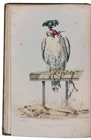 Seller image for Falconry in the British Isles. for sale by Antiquariat INLIBRIS Gilhofer Nfg. GmbH