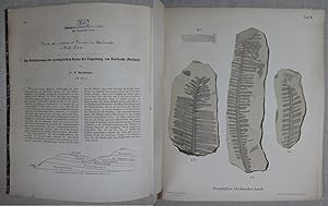 Zur Erläuterung der geologischen Karte der Umgebung von Karlsruhe (Durlach). Separat-Abdruck aus ...