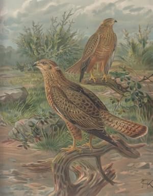 Steppenbussard. Buteo desertorum (Daud.). Weibchen. Chromolithographie.