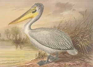 Krausköpfiger Pelikan. Pelecanus crispus Bruch. Altes Männchen. Chromolithographie.