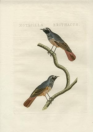 SEPP and NOZEMAN Motacilla erithacus (Redstart)