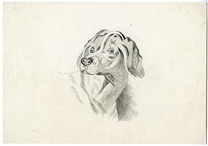 ORIGINAL DRAWING-DOG ANONYMOUS, c. 1850