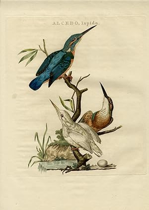 Alcedo Ispida (Kingfisher) SEPP and NOZEMAN, 1770