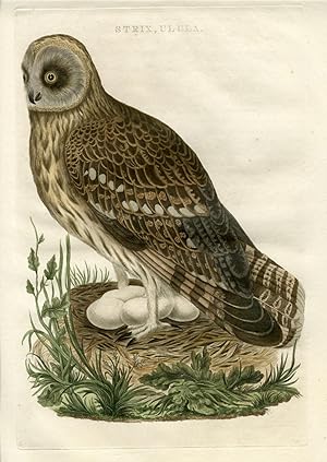 Strix ulula (Short-eared owl) Set of 2 SEPP and NOZEMAN, 1770