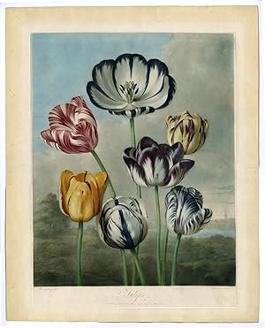 Flowers: 7 Tulips Richard EARLOM after REINAGLE-THORNTON, c.1830