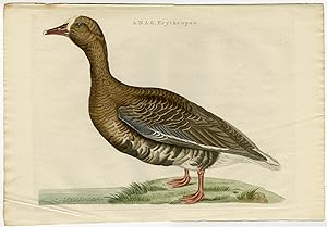 GREATER WHITE FRONTED GOOSE-ANSER ALBIFRONS 'Anas Erythropus' SEPP and NOZEMAN, 1770