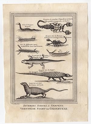 AFRICA-ANIMALS-SNAKE-SCORPION-GUANO 'Diverse Sortes de Serpens.' Jacobus SCHLEY after PREVOST, 1748