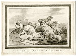 FARM ANIMALS-SHEEP-GOAT W. BAILLIE after VAN DER MEER II, 1773