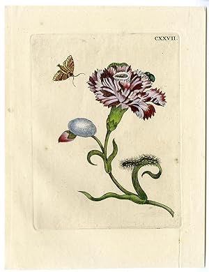 Antique Print-INSECTS-CLOVE-PINK-MOTH-CATERPILLAR-LARVA-PL.CXXVII-MERIAN after own design-1730