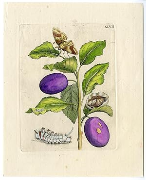 Antique Print-INSECTS-PLUMS-FLOWER-FRUCTUS PRUNORUM-PL.XLVII-MERIAN after own design-1730