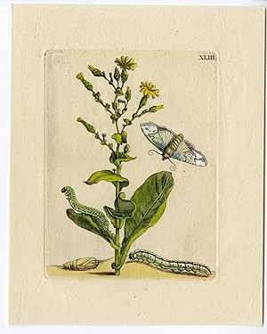 Antique Print-INSECTS-WILD-LETTUCE-PL.XLIII-MERIAN after own design-1730