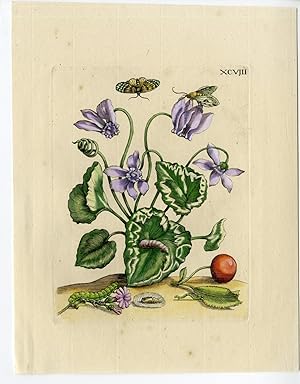 Antique Print-INSECTS-CYCLAMEN-PURPLE FLOWER-CHERRY-PL.XCVIII-MERIAN after own design-1730