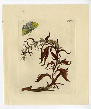 Antique Print-INSECTS-MELDE-ATRIPLEX-SALTBUSH-ORACHE-PL. CXVII-MERIAN after own design-1730