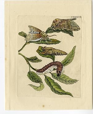 Antique Print-INSECTS-WILLOW-SALIX-CATERPILLAR-MOTH-LEAF-PL.CXXXVII-MERIAN after own design-1730