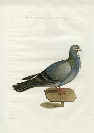 ROCK DOVE-PIGEON-COMMON-COLUMBA LIVIA 'Columba turbita' SEPP and NOZEMAN, 1770
