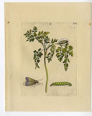 Antique Print-INSECTS-CHERVIL-CEREFOLIUM-SPICE-PL.XVI-MERIAN after own design-1730