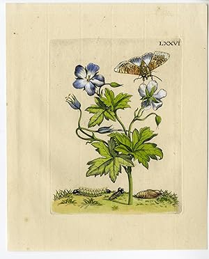 Antique Print-INSECTS-OOIEVAARSBEK-CRANESBILL-GERANIUM-PL.LXXVI-MERIAN after own design-1730