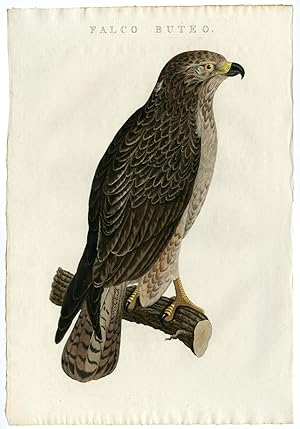 Falco buteo (Buzzard) SEPP and NOZEMAN, 1770