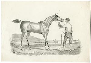 ORIGINAL DRAWING-HORSE-STALLION ANONYMOUS, c. 1850