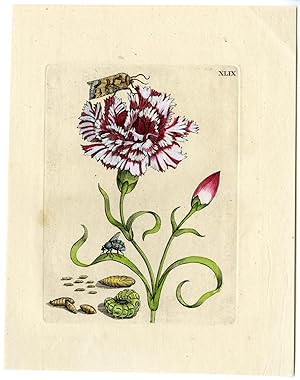 Antique Print-INSECTS-CARNATION-ANJER-MOTH-PL.XLIX-MERIAN after own design-1730