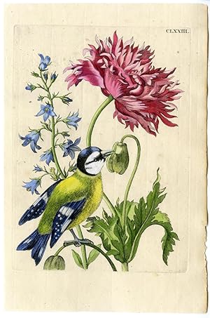 Antique Print-INSECTS-POPPY-BELLFLOWER-TIT-BIRD--PL.CLXXIII-MERIAN after own design-1730