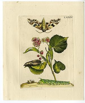 Antique Print-INSECTS-LINDEN-BASSWOOD-BLOSSOM-PL.LXXIV-MERIAN after own design-1730