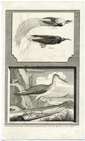 Antique Print-BIRD OF PARADISE-EURASIAN WOODCOCK-INDONESIA-VALENTIJN-VOC-1724