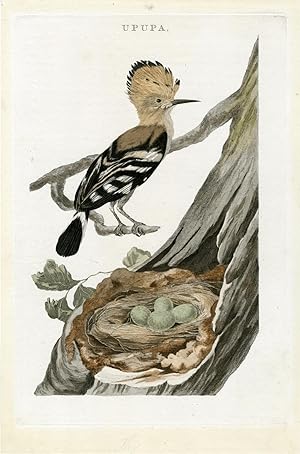 Upupa (Hoopoe) SEPP and NOZEMAN, 1770