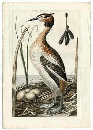 GREAT CRESTED GREBE-PODICEPS CRISTATUS 'Colymbus Cristatus' SEPP and NOZEMAN, 1770