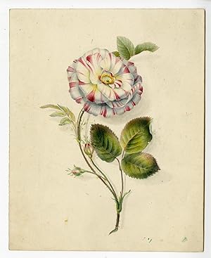 Antique Drawing-ROSE SPECIES-Anonymous-19th.c.