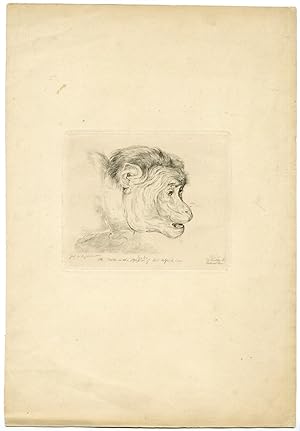 Antique Master Print-JOCKO-MONKEY-Lewis-1826